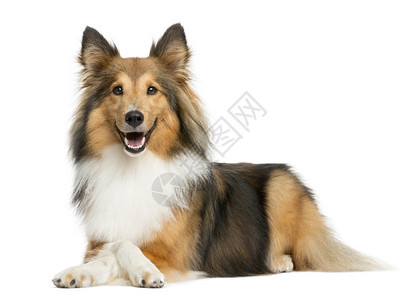 ShetlandSheepdog躺在图片