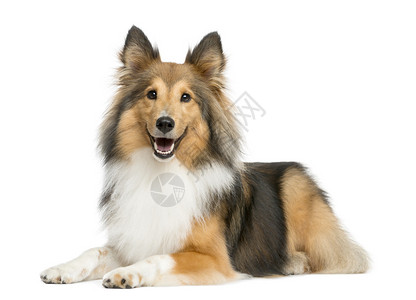 ShetlandSheepdog躺在图片