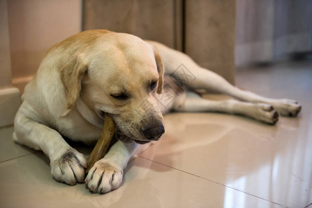 可爱的拉布多猎犬在里咀嚼大骨头零食可爱的狗吃生皮来清洁可爱的小背景图片