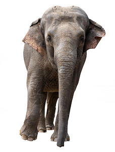 印度大象在白色图片