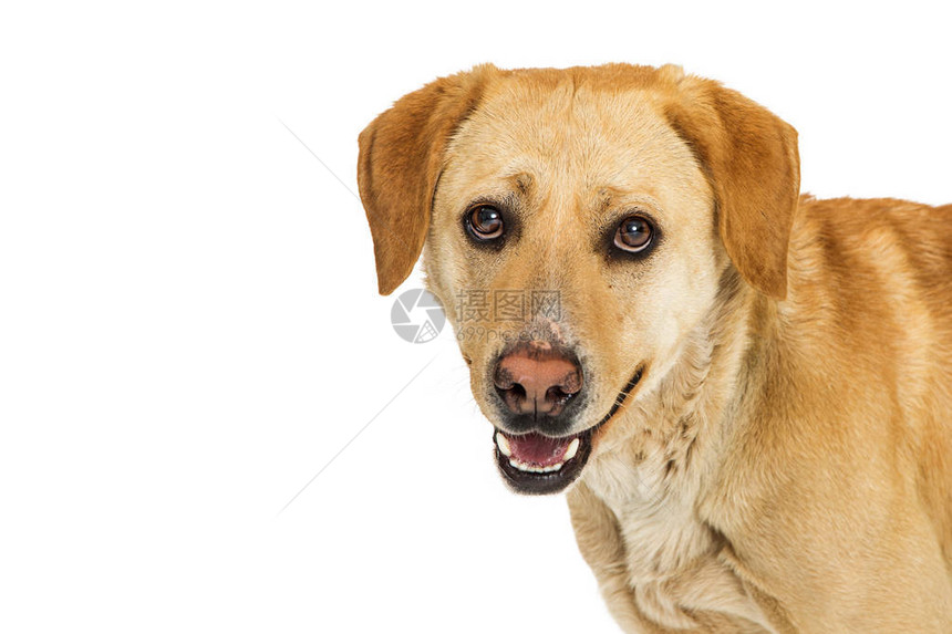 中等尺寸的拉布多犬在白色背景上图片