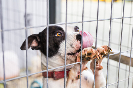 狗斗牛犬在笼子里的特写图片