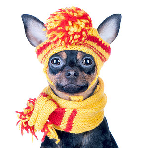 穿着毛帽和围巾的滑稽狗与宏观隔离的肖像秋天图片