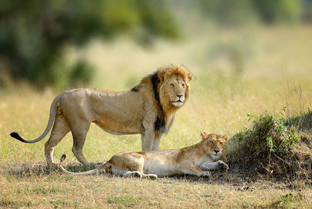 非洲狮子PantheraLeoMasaiMara公园肯尼亚非洲图片