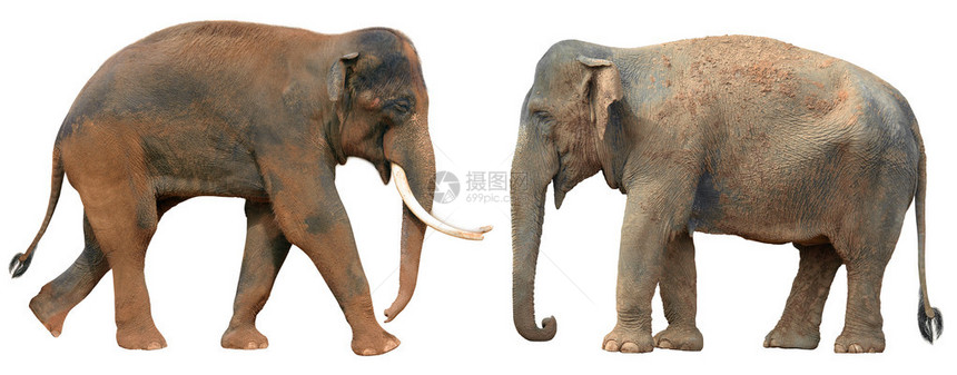 两头印度大象图片