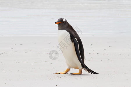福克兰群岛巴布亚企鹅图片