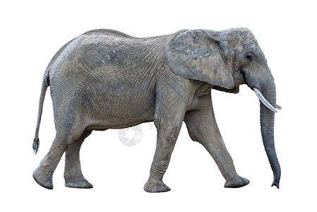 白色背景的非洲大象被图片