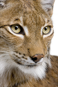 虎岁呈祥一个欧亚林克斯人头部的近视Lynx5岁背景