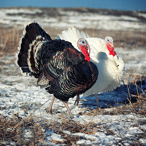 在冬天领域的黑白火鸡背景图片