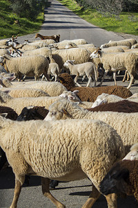 一群白羊过马路的近景图片