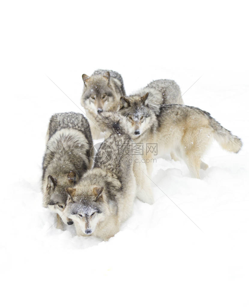 白背景孤立的木材狼或灰狼Canis图片
