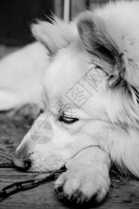 黑白睡狗图片