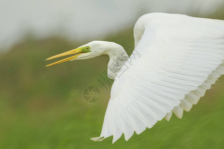 在绿色湿地用草林和水捕食和捕猎的一只大禽鸟图片