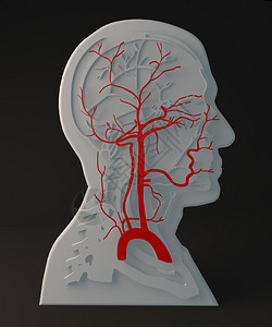 脑壳痛人体解剖学头部结构插画