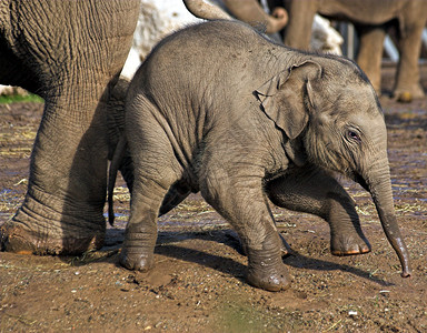 一只小象得到了妈脚的帮助图片