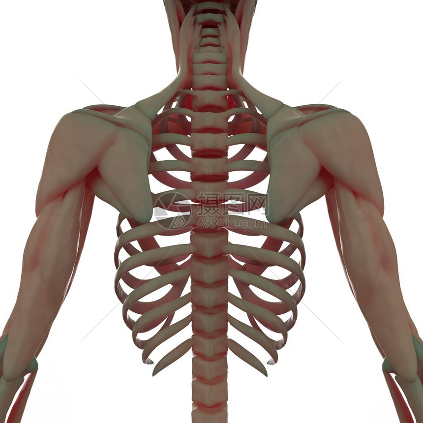 3D人类骨骼螺旋图片