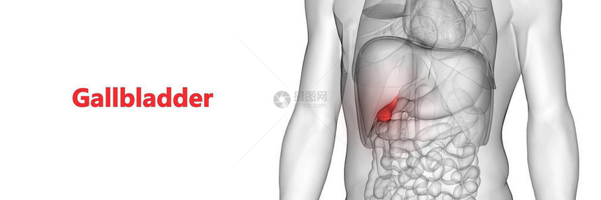 人体器官解剖Gallbladd图片