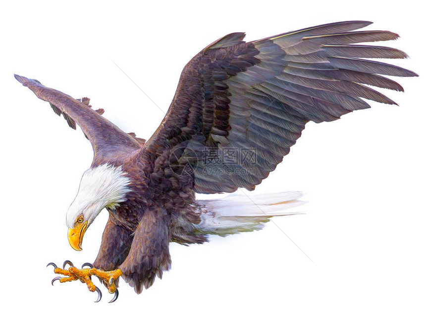 秃鹰用白色背景插图画和涂料以图图片