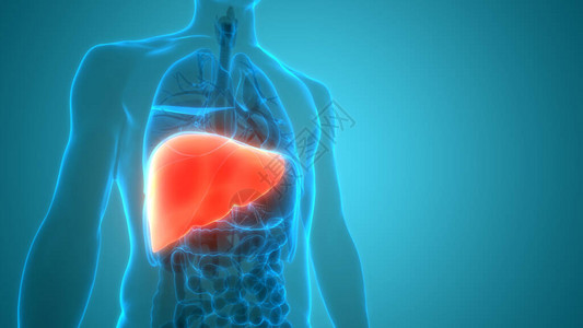 人体内消化器官肝脏解剖高清图片