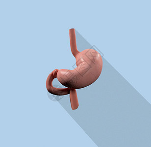 胃解剖模型图标图片