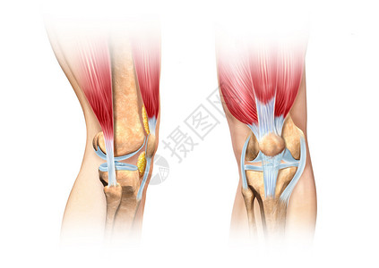 佩尔蒂人类膝盖切开的插图侧面和前方观点详细科学上正确无误的横截面说明在白色中插画