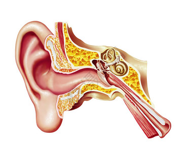耳喉鼻科人耳剖面图解剖图插画