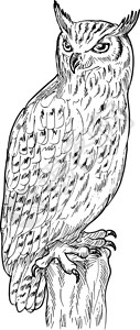 手绘鹰猫头鹰的素描插图黑白相间图片