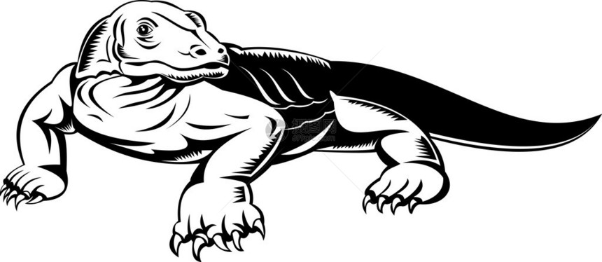 科莫多巨蜥或巨蜥在白色上隔离的插图图片