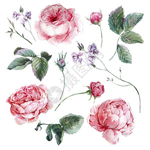 设置复古水彩花束玫瑰叶枝花和野花图片