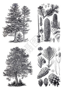 欧洲松树和西伯利亚fir树的复古光影图片