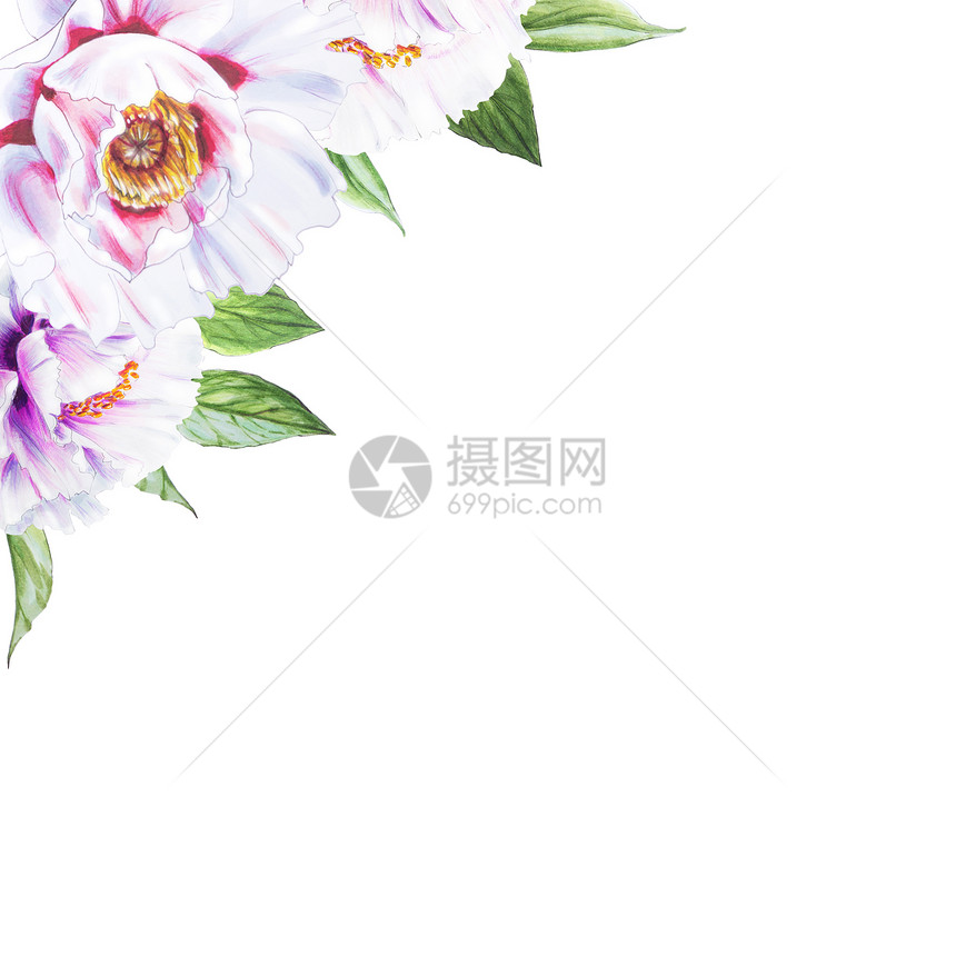 白色背景上的白牡丹花插图图片