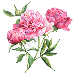 粉红古老的花状植物图片