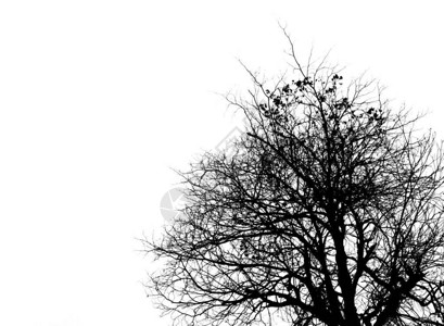 白天空上明亮的树木的黑白画面用于哀悼图片