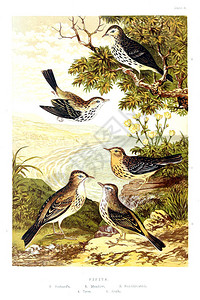 插图鸟类的集合背景图片