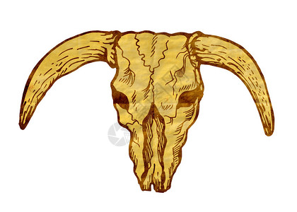 班德角绘制德州长角公牛头骨的图示插画