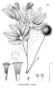 含羞草植物的插图旧图插画