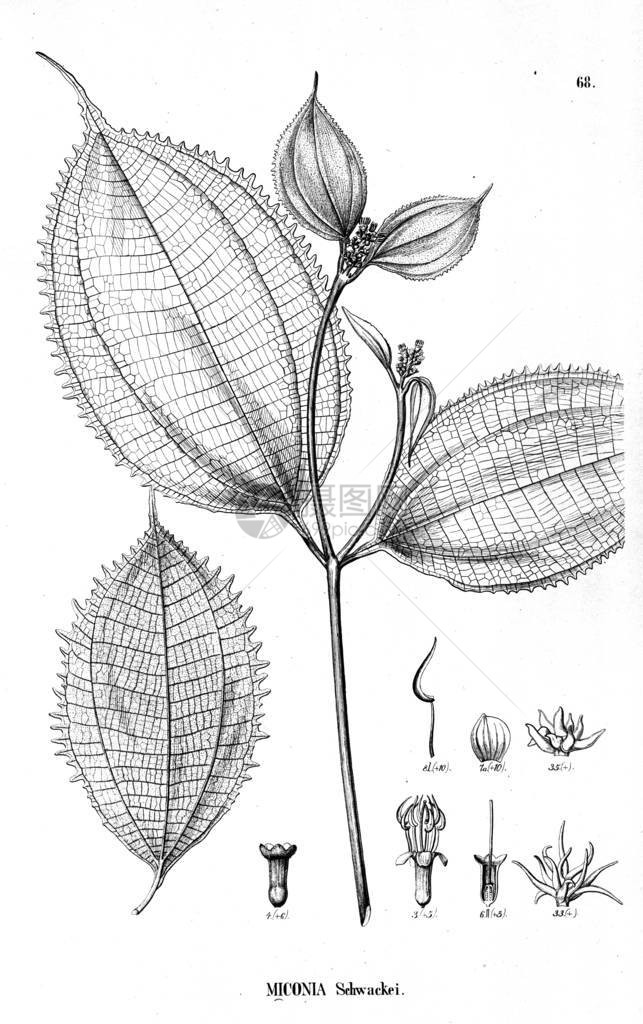 植物的插图旧图图片