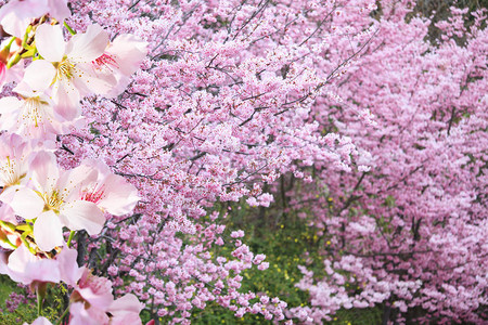 在春天盛开的粉色樱花树图片