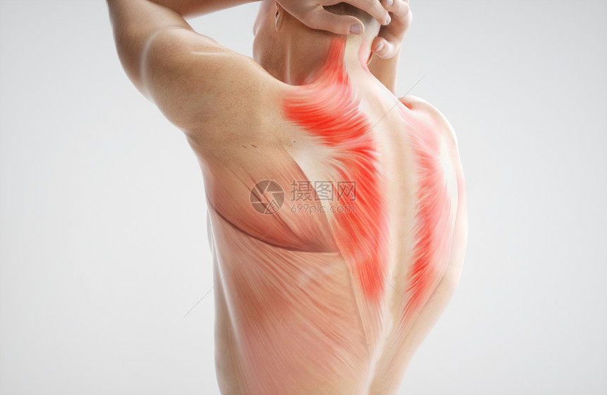 肌肉身体解剖人图片