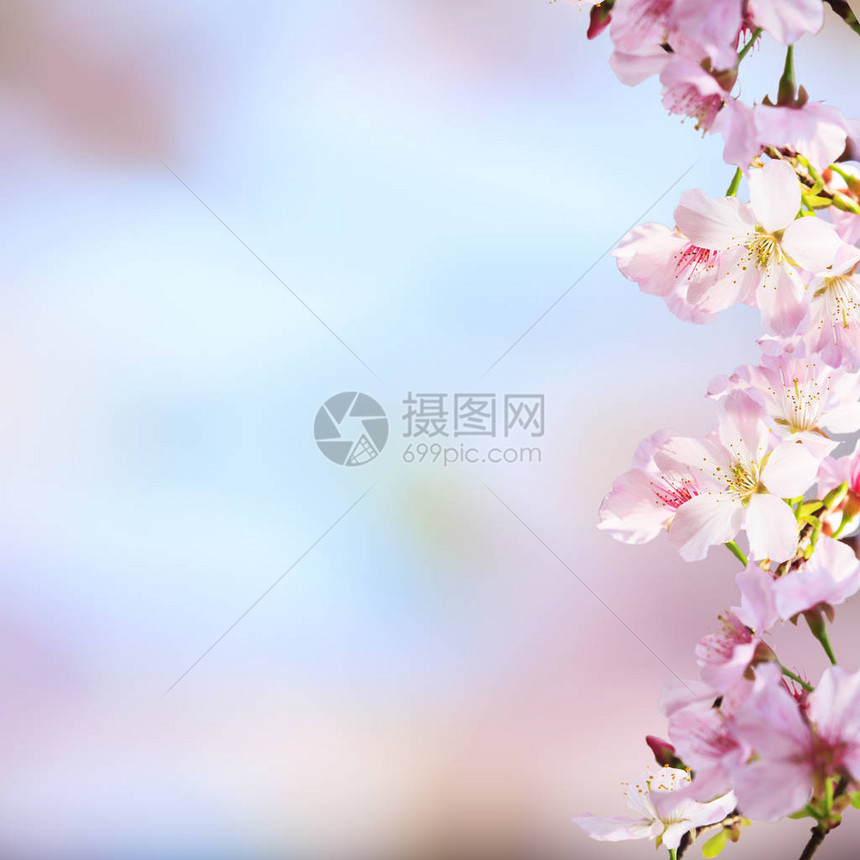 模糊花树前的樱花花枝图片