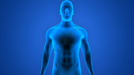 人类男肌肉身体解剖学3D图片