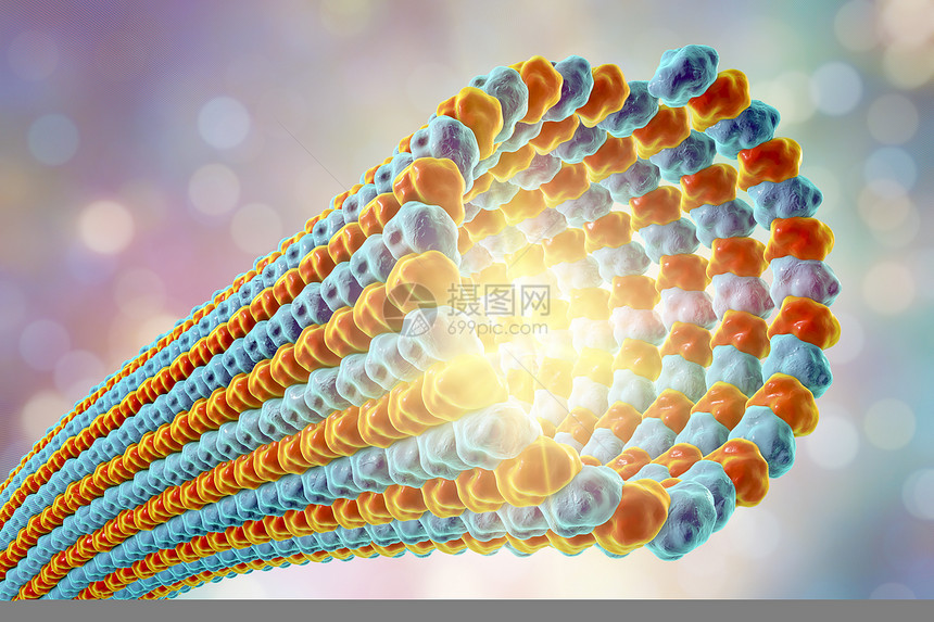 它是参与细胞内转运细胞迁移和核分裂的细胞骨图片