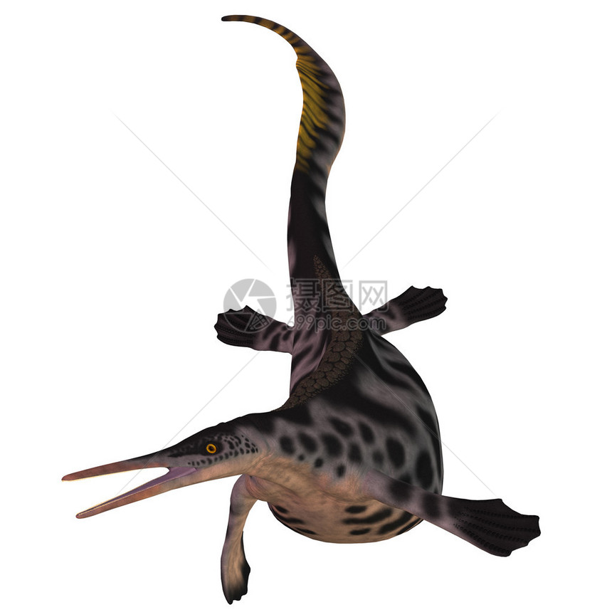 Hupehsuchus是发现的海洋爬行动物的一个小基因图片
