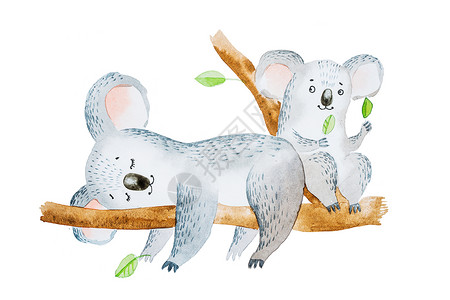 两只可爱的卡通拉熊坐在树枝上的水彩色插图图片