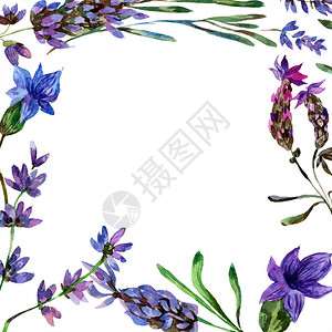 美丽的紫色薰衣草花上白色孤立水彩背景插图水彩画时尚水彩画图片