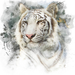 底格里斯白色孟加拉虎的近身水彩画re插画