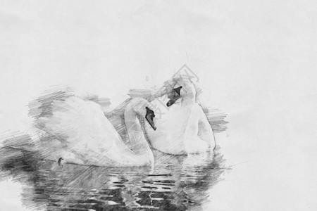Swan用铅笔图片