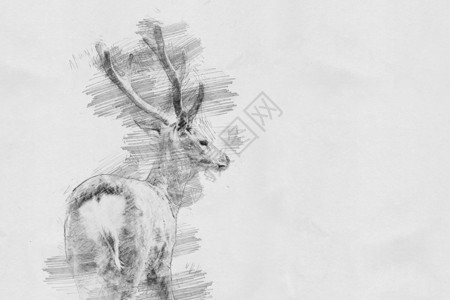 鹿黑白素描用铅笔图片