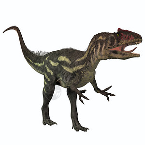 Allosaurus是一只大型的天龙掠食恐龙生活在侏背景图片