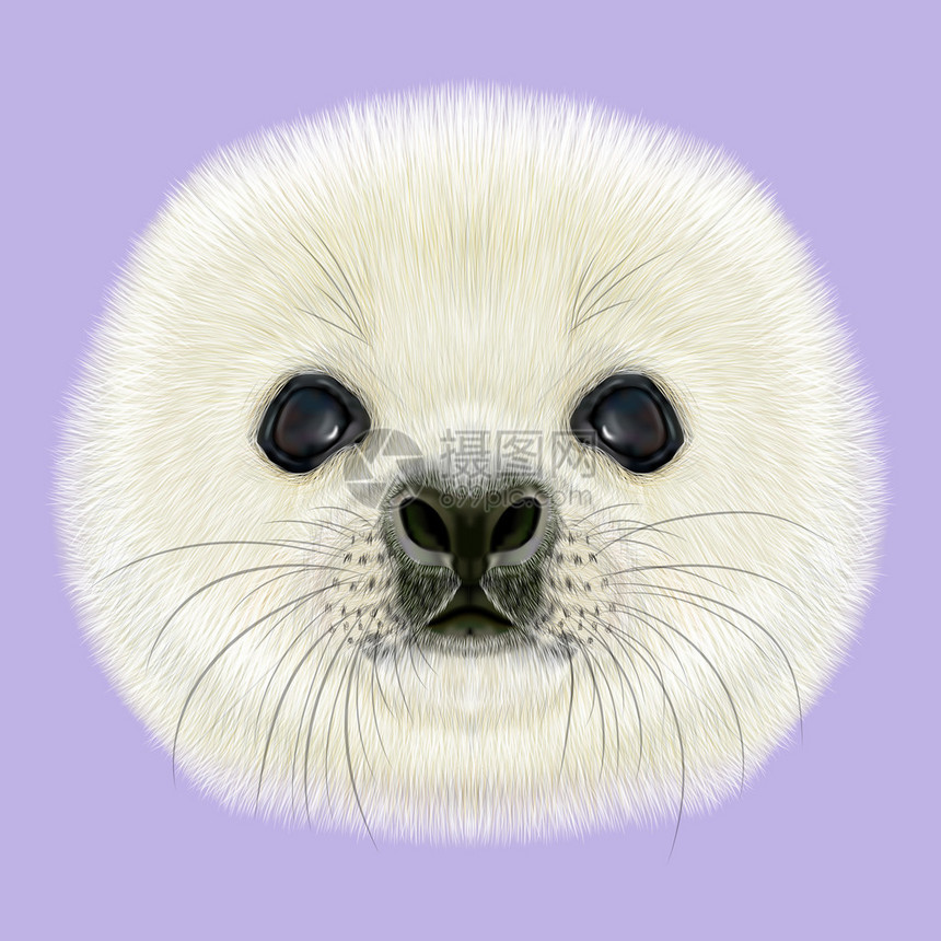 哈普海豹的肖像紫罗兰背景的哈普海豹宝图片